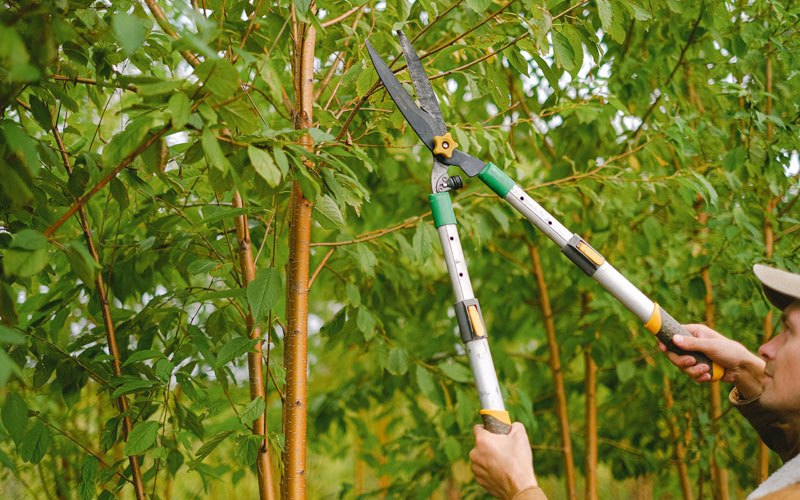 Tree trimming in Paynesville, WV